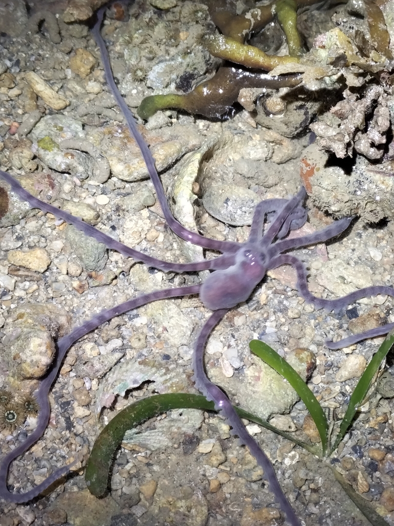 Banded Stringarm Octopus