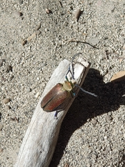 Cheloderus childrenii