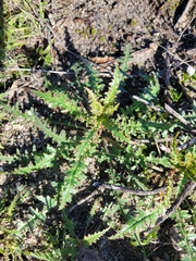 Eulobus californicus