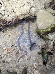 Ameloctopus litoralis