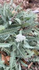 Achillea filipendulina