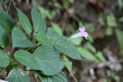 Ruellia breedlovei