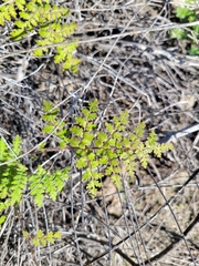 Eucrypta chrysanthemifolia