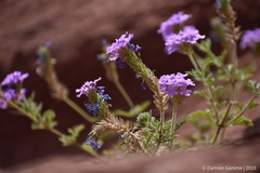 Verbenaceae