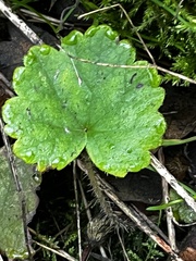 Tellima grandiflora