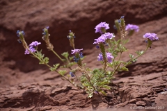 Verbenaceae