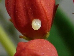 Danaus erippus