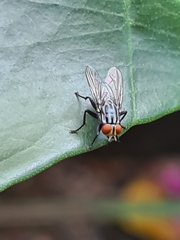 Diptera