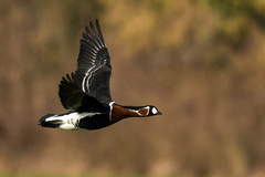 Branta ruficollis