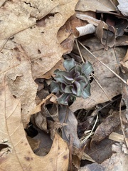 Obolaria virginica