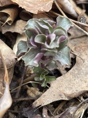 Obolaria virginica