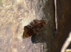 Pachyneuria licisca