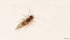 Elipsocidae