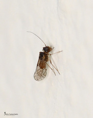 Elipsocidae