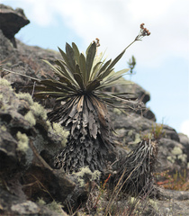 Espeletia corymbosa