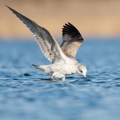 Larus canus