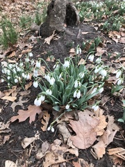 Galanthus elwesii