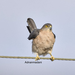 Accipiter badius