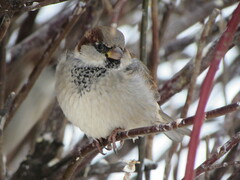 Passer domesticus
