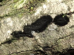 Chaetosphaerella phaeostroma