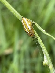 Alpaida rubellula