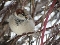 Passer domesticus