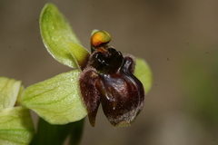Ophrys bombyliflora
