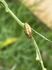 Alpaida rubellula