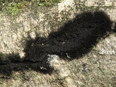 Chaetosphaerella phaeostroma