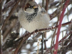 Passer domesticus