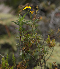 Bidens rubifolia