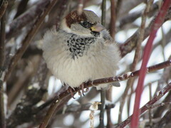 Passer domesticus