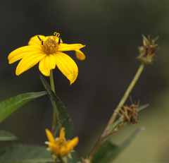 Bidens rubifolia