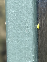 Macrosiphum euphorbiae