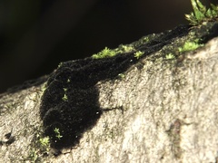 Chaetosphaerella phaeostroma