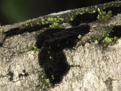 Chaetosphaerella phaeostroma