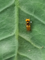 Microchrysa