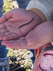 Myriapoda