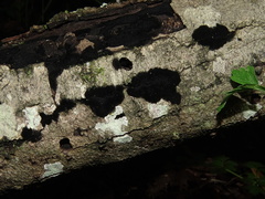 Chaetosphaerella phaeostroma