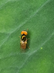Microchrysa