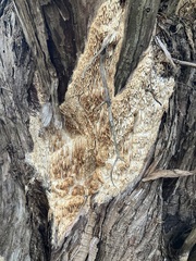 Subantrodia juniperina