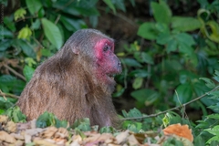 Macaca arctoides