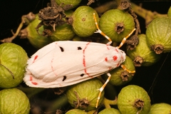 Cyana pretoriae