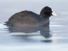Fulica atra