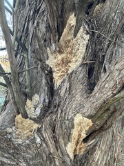 Subantrodia juniperina