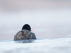 Fulica atra