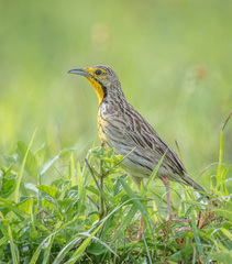 Macronyx aurantiigula