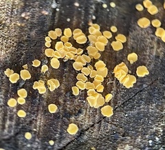 Calycina claroflava