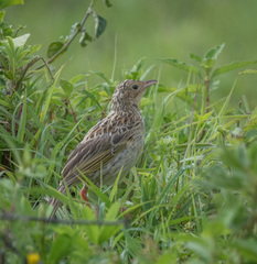Macronyx aurantiigula