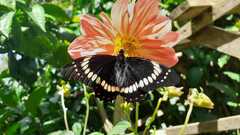 Papilio scamander